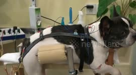 Clinic treats pets with acupuncture in China