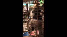 Cute Baby Raccoon Begs for Food