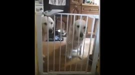 Dog Is Very Clever and opens stairgate