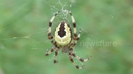 Marbled orb weaver spider close up detail shot 
