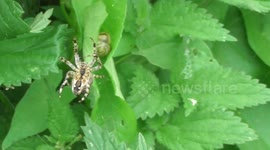Spider weaving a web