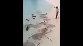 Stingray Fish and Sharks Battle For Food Thrown 