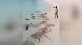 Stingray Fish and Sharks Battle For Food Thrown 