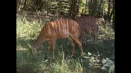 Swaziland. Mlilwane Wildlife Sanctuary (2) Impalas running 2 meters far from me. 2016