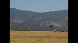 Swaziland. Mlilwane Wildlife Sanctuary (4) Warthogs running, jabalís corriendo entre impalas. 2016
