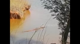 Swaziland. Mlilwane Wildlife Sanctuary (5) Crocodile swimming. Encuentro con cocodrilo. 2016