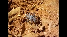 Swaziland. Mlilwane Wildlife Sanctuary (7) Hormigas llevándose una araña. Ants carring a spider. 2016