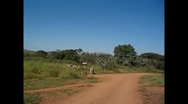 Swaziland. Mlilwane Wildlife Sanctuary (8) Encuentro con manada de cebras. Zebras. 2016