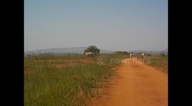 Swaziland. Mlilwane Wildlife Sanctuary (12) Zebras, wildebeest and impalas. Cebras corriendo, impalas y ñus. 2016