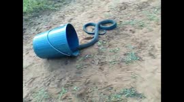 Tense video shows release of 2-metre black mamba snake