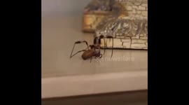 Nobody likes spiders!