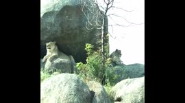 The zoo is a great place!