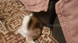 Akita looks from car