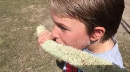 Boy enjoys tasting the nectar from australian flower