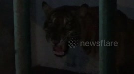 Emergency Treatment Sumatran tiger victims of conflict