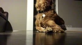 Buddy the Golden Retriever singing to piano