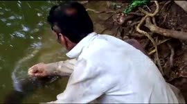 Wild fish comes everyday to greet farmer who saved its life