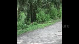 Huge alligator Crossing at Circle B Bar Reserve
