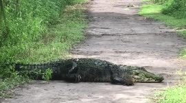 Family have close encounter with huge alligator