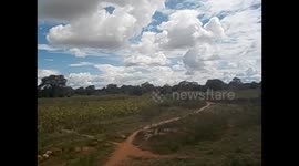 Tanzania. De Mbeya a Dodoma. Baobabs from bus. 2016