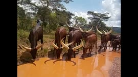Tanzania. Nyakanazi. Zebu herd drinking water with big horns. 2016