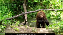 bear sow and cub 25July2017