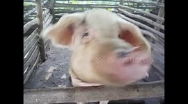 Uganda. Kyetume. Mirembe children´s house. Pig and piglets babies. 2016