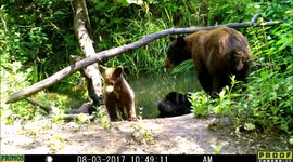 bear family 3Aug2017