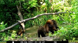 bear family 4Aug2017