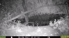 flying squirrel flying 4Aug2017