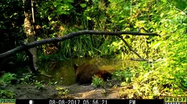 bear attacks camera 8Aug2017