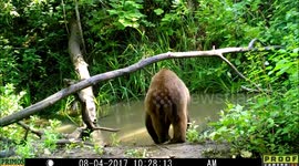 bear nice pose 4Aug2017