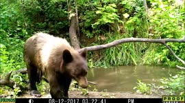 How to enter and exit a pond bear style Aug2017