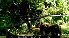 bear with two cubs 16Aug2017