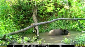 bear feet out 15Aug2017