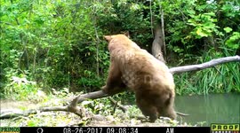 bear scratches ear 26Aug2017