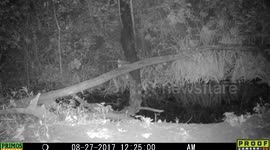 flying squirrel drinks 27Aug2017