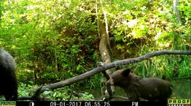 bear and two cubs1Sep2017