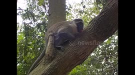Uganda. Entebbe. Uganda Wildlife Education Centre (6) Lazy, sloth, vervet, black face monkey. 2016