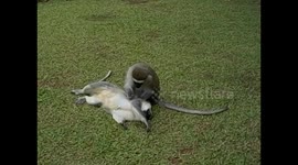 Uganda. Entebbe. Uganda Wildlife Education Centre (8) Vervet, black face monkeys. Desparasitando. 2016 Deworming