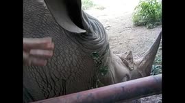 Uganda. Entebbe. Uganda Wildlife Education Centre (12) Touching head white rhino. 2016