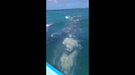 US tourists have very close encounter with grey whales