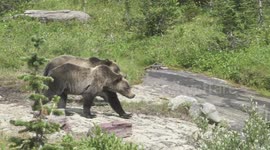 Slow Motion HD Footage of Two Wild Grizzly Bears in Glacier National Park