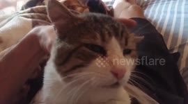 My cat return home after 4 months and enjoy his first massage