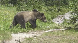 Massive Grizzly/Brown Bear Enters and Leaves Forest/Woods/Treeline - Full HD Slow Motion 120fps
