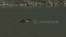 Slow Motion Footage of Grizzly Bear Swimming in Iceberg Lake - 120 FPS