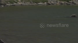 Slow motion footage of massive grizzly bear splashing around in iceberg lake then emerging from the water - 120 FPS Full HD