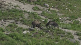 Two Grizzly Bears Dig Under Rocks Searching for Prey - Full HD Slow Motion 120 FPS