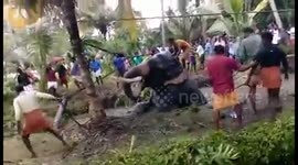 Over 200 villagers help rescue chained elephant stuck in swamp