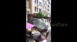 Chinese fishermen carry dead shark to hotel before sawing it into pieces in open air